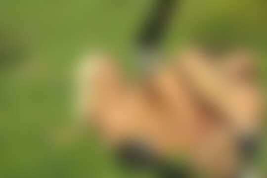 'Mallorca'-Szene aus Ashley Dark, Gina Blonde & Lilli Vanilli - Mallorca Connection