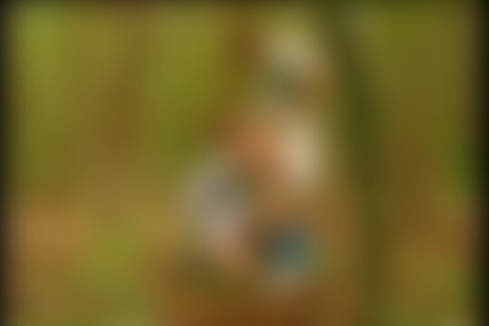 'Wald'-Szene aus Brünette lutscht Schwanz im Wald für Facial