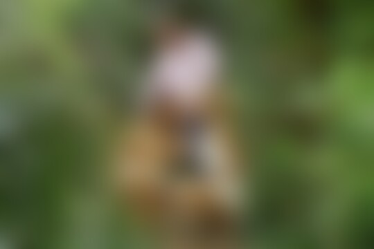 'Exhibitionismus'-Szene aus Rumble In The Jungle