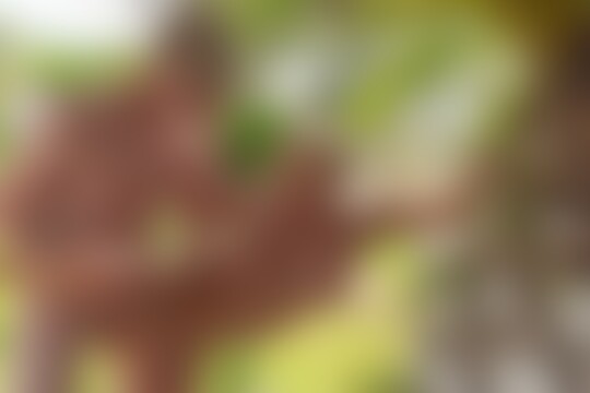 'Lustig'-Szene aus Die kleine dralle Fickmaus Celina Davis vögelt unter Palmen