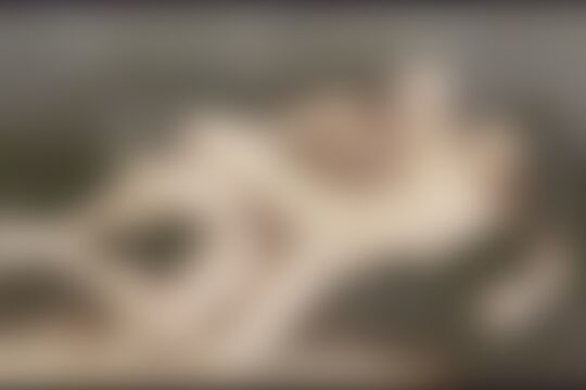 'Exhibitionismus'-Szene aus Movies - The Sexual Exhibitionists (Private) Szene 6