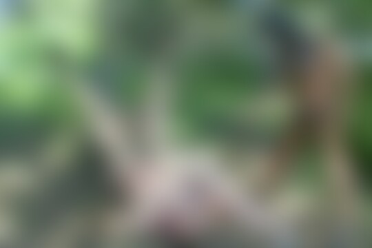 'Wald'-Szene aus Reifes Amateur Paar beim Ficken im Wald ausgepeitscht